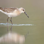 Sichelstrandläufer | Calidris ferruginea