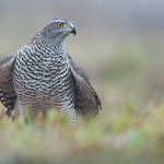 Habicht | Accipiter gentilis