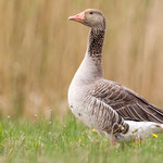 Niederlande