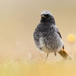 Hausrotschwanz | Phoenicurus ochruros