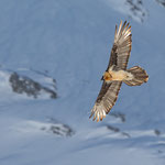 Bartgeier | Gypaetus barbatus