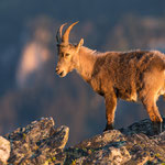 Steinbock | Capra ibex