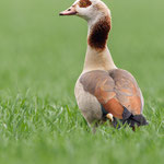 Niederlande