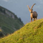 Schweiz