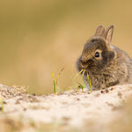 Wildkaninchen | Oryctolagus cuniculus