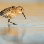 Alpenstrandläufer | Calidris alpina