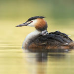 Haubentaucher | Podiceps cristatus