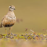 Mornellregenpfeifer | Charadrius morinellus 