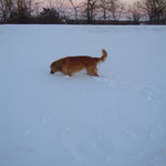 Der Hund hatte enige Schwierigkeiten mit dem Laufen, Deswegen ist Bucky mehr durch den Schnee gehüpft...ziemlich unterhaltsam