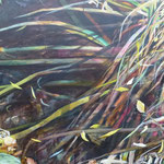 Flaches Wasser, Acryl auf Leinwand, 100x120, 2020