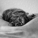Entspannte Katze - Holger Thiel