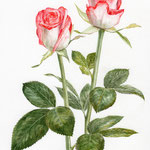 薔薇