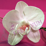 Blütenkurs Orchideen - Fondant/Blütenpaste