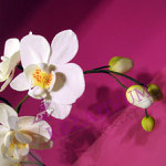 Blütenkurs Orchideen - Fondant/Blütenpaste