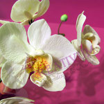 Blütenkurs Orchideen - Fondant/Blütenpaste