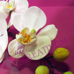 Blütenkurs Orchideen - Fondant/Blütenpaste