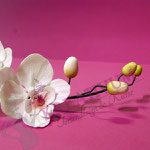 Blütenkurs Orchideen - Fondant/Blütenpaste