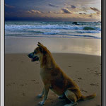 Strandhund. Aufgenommen in Sri Lanka. Mit Pentax K 100 aufgenommen