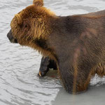 Fishing Grizzly