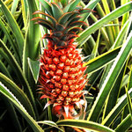 Nice looking pineapple