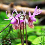 Fairy Slippers (or Calypso Orchids the only orchid native to the NW)