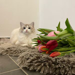 Sabringo's Rachel Zane – Ragdoll Zuchtkatze aus NRW (2)