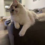 Ragdoll Zuchtkatze Rachel Zane mit blauen Augen (2)