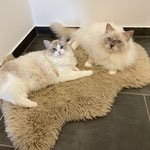 Ragdoll Katze Rachel Zane im Portrait