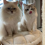 Sabringo's Rachel Zane – Ragdoll Zuchtkatze aus NRW (3)