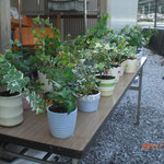 ハウスで栽培している観葉植物（ヘデラ）です
