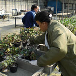 Tさんはヘデラ（観葉植物）を分けてくれています