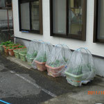 植え替え完了後の、かもめ農園＾＾