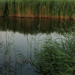 Bodden-Schilf am Abend