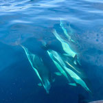 Delphine in freier Natur