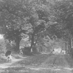 Dolphin Lane, c. 1905. This beautiful view reveals the kind of countryside lost when the area was urbanised in the 1920s. Dolphin Lane was also known as Shady Lane, clearly very appropriate. The Dolphin pub was at the Warwick Road end of this lane.