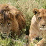 Er hat die beste Frisur in der Serengeti!