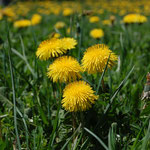 Cros de Géorand - Concours photo 2025 "Au ras du sol sur le plateau ardéchois" - Manu U.
