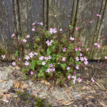 Cros de Géorand - Concours photo 2025 "Au ras du sol sur le plateau ardéchois" - Cécile P.