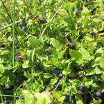 Cros de Géorand - Concours photo 2025 "Au ras du sol sur le plateau ardéchois" - Serge V.