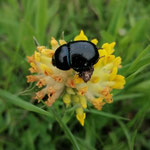 Cros de Géorand - Concours photo 2025 "Au ras du sol sur le plateau ardéchois" - Elisa C.