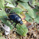 Cros de Géorand - Concours photo 2025 "Au ras du sol sur le plateau ardéchois" - Anne-Gaëlle O.