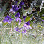 Cros de Géorand - Concours photo 2025 "Au ras du sol sur le plateau ardéchois" - Mathilde A.