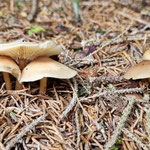 Cros de Géorand - Concours photo 2025 "Au ras du sol sur le plateau ardéchois" - Françoise M.