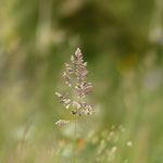 Cros de Géorand - Concours photo 2025 "Au ras du sol sur le plateau ardéchois" - Alban P.