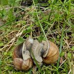 Cros de Géorand - Concours photo 2025 "Au ras du sol sur le plateau ardéchois" - Caroline M.