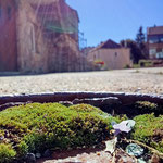 Cros de Géorand - Concours photo 2025 "Au ras du sol sur le plateau ardéchois" - Solène R.