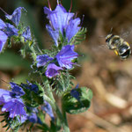 Cros de Géorand - Concours photo 2025 "Au ras du sol sur le plateau ardéchois" - Denis B.