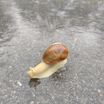 Cros de Géorand - Concours photo 2025 "Au ras du sol sur le plateau ardéchois" - Caroline M.