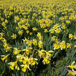 Cros de Géorand - Concours photo 2025 "Au ras du sol sur le plateau ardéchois" - Cécile P.