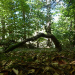 Cros de Géorand - Concours photo 2025 "Au ras du sol sur le plateau ardéchois" - Baptiste O.